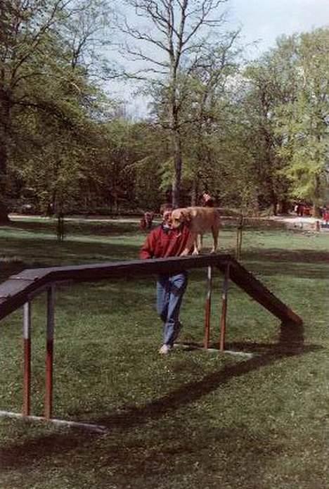 Labrador retriever | Tajs R.I.P. - Agility med farmand billede 2