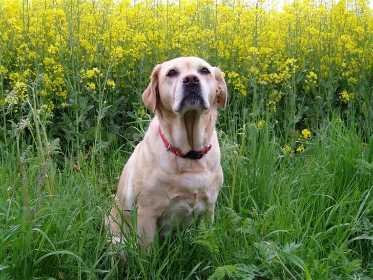 Labrador retriever Trisse - Hej og velkommen til min side=) giv lige en bedømelse og stem lige i mine udfordinger vi ses billede 1