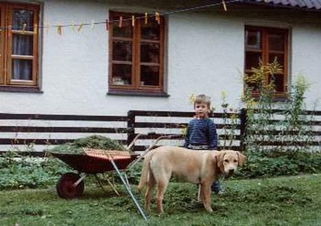 Labrador retriever | Tajs R.I.P. - I haven :D (Tajs som unghund) billede 3