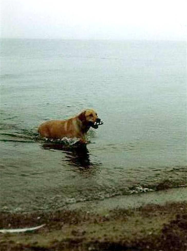 Labrador retriever | Tajs R.I.P. - Se hvad jeg har til dig, far. billede 4