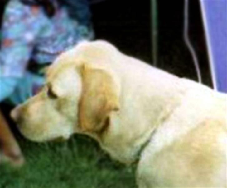 Labrador retriever | Tajs R.I.P. - Uha, det er dejligt at være på camping med hele familien :) billede 5