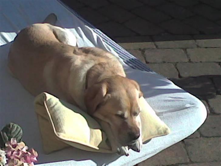 Labrador retriever Trisse - mors dejlige madras ELSKER DEN=) billede 2