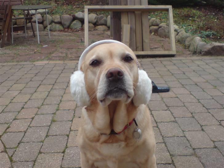 Labrador retriever Trisse - dejligt med ørepyffer (staves) billede 3