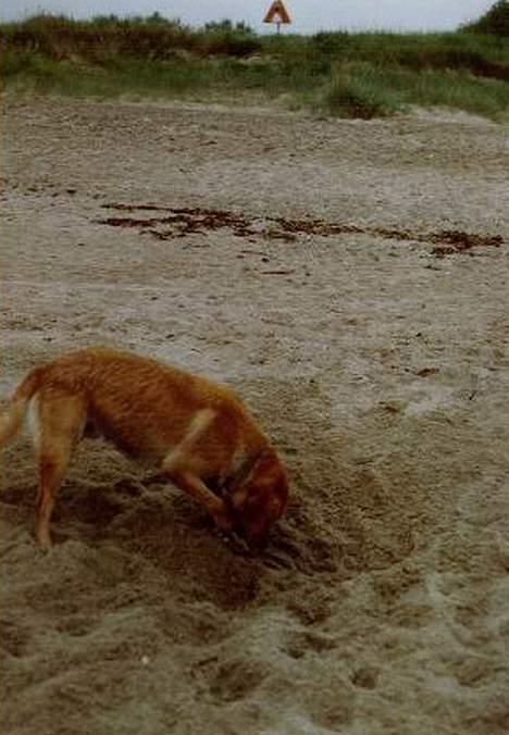 Labrador retriever | Tajs R.I.P. - På standen, i sandet billede 7