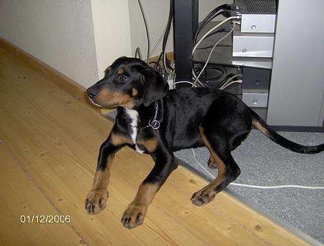 Blanding af racer Oskar (Dobbermann/Rotw... - Her er jeg lige ankommet til mit nye hjem ;) billede 2