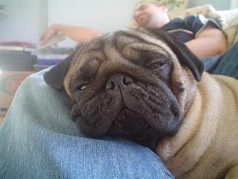 Mops Viggo - Stener lige på min far...... billede 1