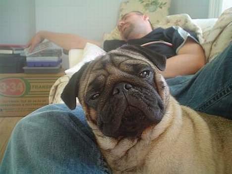 Mops Viggo - Sagde du guf? billede 2