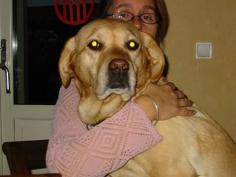 Labrador retriever Trisse - Mor Elsker også dig=) billede 4