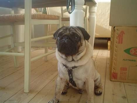 Mops Viggo - Er der noget, hva? billede 3