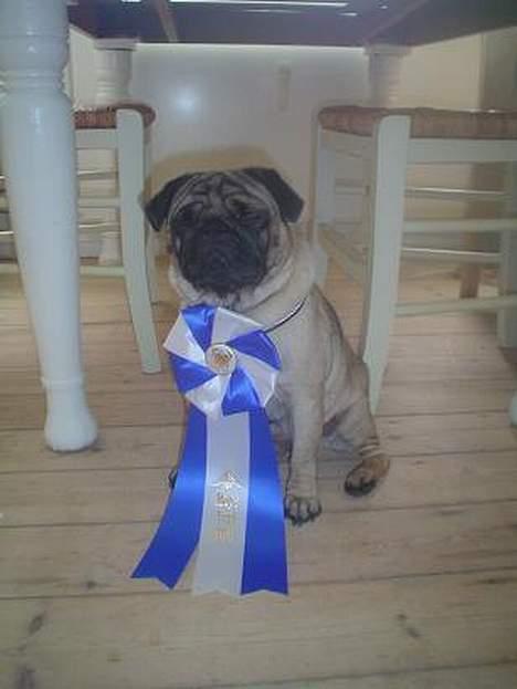 Mops Viggo - 2.præmie billede 4