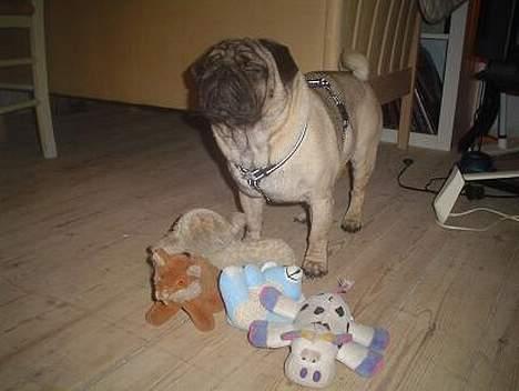 Mops Viggo - Løverne billede 5