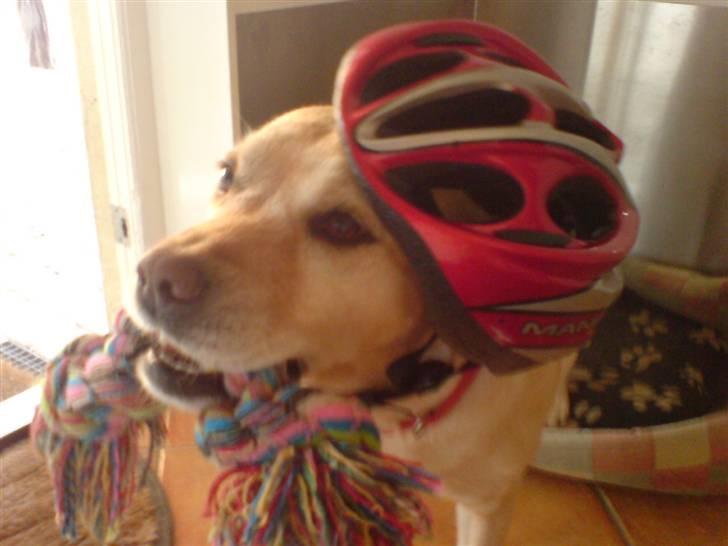 Labrador retriever Trisse - nu slår jeg mig ikke hehe billede 5