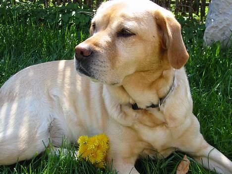 Labrador retriever Trisse - haiii er jeg ikke smuk??? billede 6