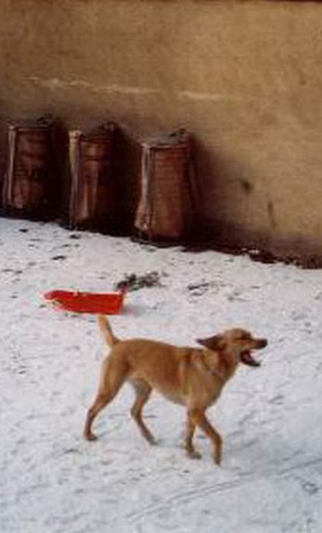 Labrador retriever | Tajs R.I.P. - Vindblæst. billede 8
