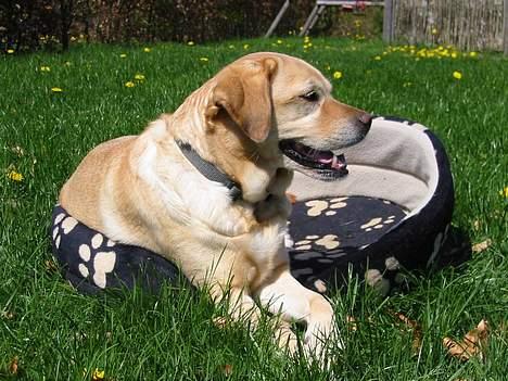 Labrador retriever Trisse - grønt græs og min dejlige kurv  billede 7