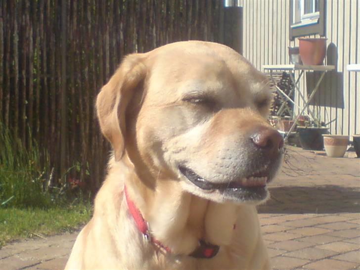 Labrador retriever Trisse - haii billede 8