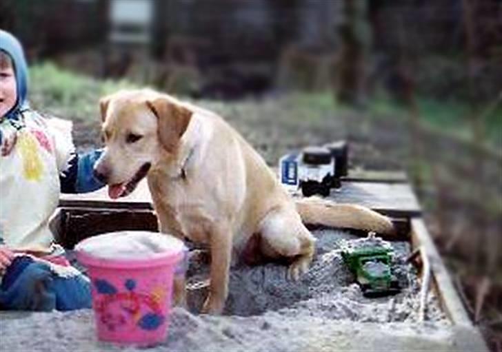 Labrador retriever | Tajs R.I.P. - Skal vi lege i sandkassen :) ? billede 9