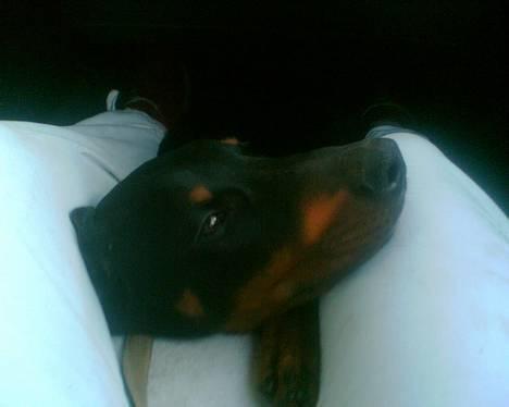 Blanding af racer Oskar (Dobbermann/Rotw... - Uhhhh ligger ved min mor ;) billede 4