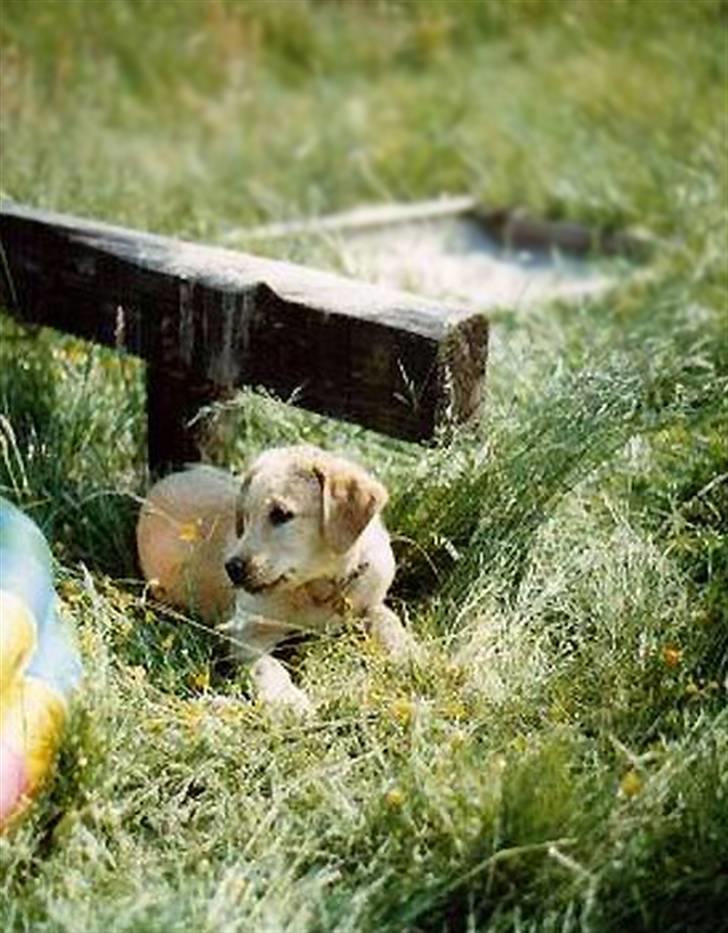 Labrador retriever | Tajs R.I.P. - Nutten, SÅ dejlig O..O billede 10