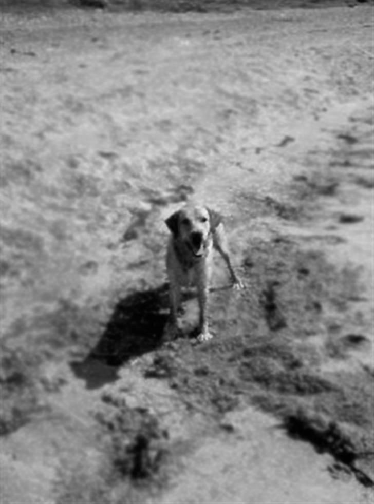 Labrador retriever | Tajs R.I.P. - En glad hund billede 11