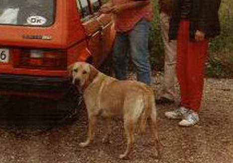 Labrador retriever | Tajs R.I.P. billede 12