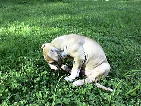 Amerikansk staffordshire terrier Buddha - Sidder og funderer over den nye tilværelse billede 1