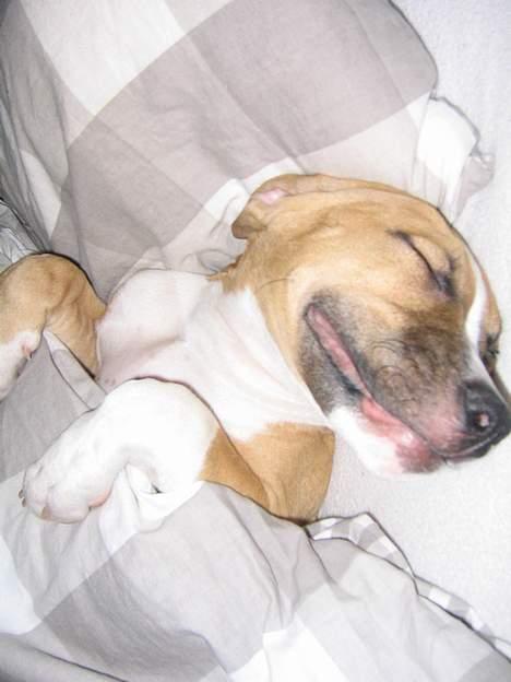 Amerikansk staffordshire terrier Buddha - Sover gerne som et menneske billede 2