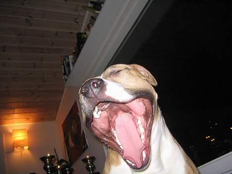 Amerikansk staffordshire terrier Buddha - Vores hund kan da synge billede 3