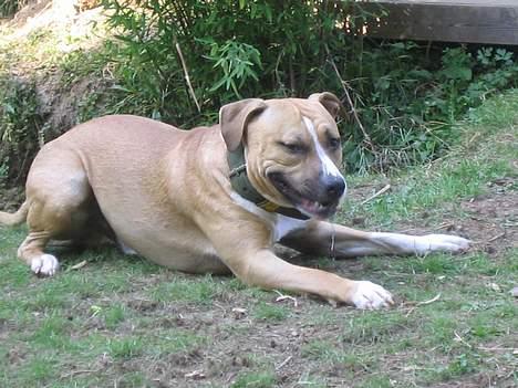 Amerikansk staffordshire terrier Buddha - Hva sir du til det.. billede 4