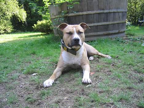 Amerikansk staffordshire terrier Buddha - Et helt normalt billede, det er ikke så tit billede 5