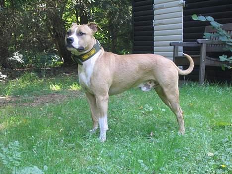 Amerikansk staffordshire terrier Buddha - Lige til forsiden af et hundemode blad billede 6