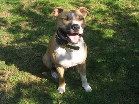 Amerikansk staffordshire terrier Buddha - Vi fortalte ham lige en vits og så var han helt flad billede 7