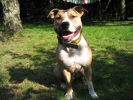 Amerikansk staffordshire terrier Buddha - Hvad siger du der bag kameraet.??? billede 8