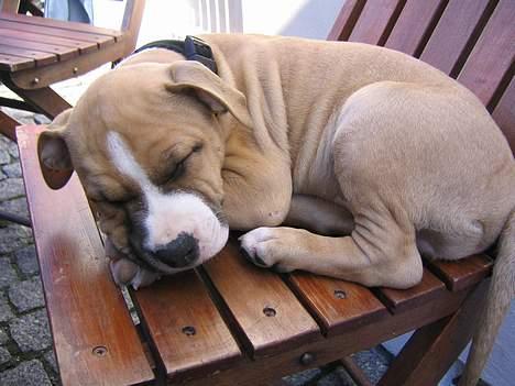 Amerikansk staffordshire terrier Buddha - Ny og træt billede 9