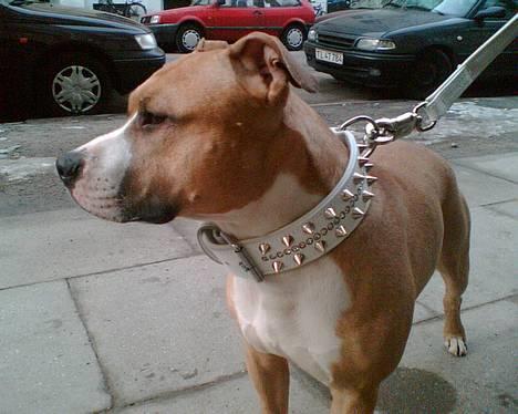 Amerikansk staffordshire terrier Buddha - Totalt tøsejagt billede 10