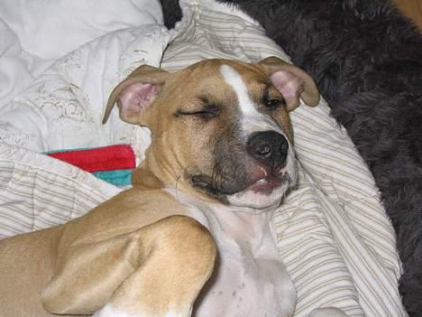 Amerikansk staffordshire terrier Buddha - Hva så din frækkert.. billede 11