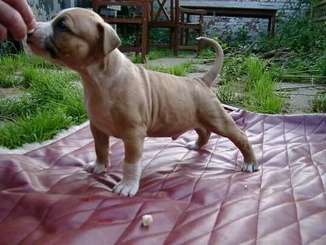 Amerikansk staffordshire terrier Buddha - Tidlig ansøgning om at komme på forsiden af hundemode blad billede 12