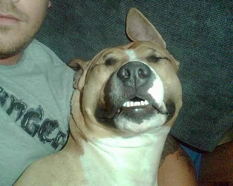 Amerikansk staffordshire terrier Buddha - Sover i fars arme og ser lidt dum ud også billede 13