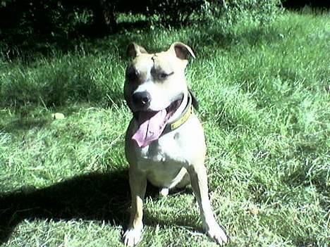 Amerikansk staffordshire terrier Buddha - Ballade billede 14