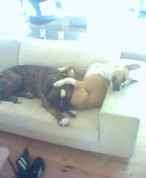 Amerikansk staffordshire terrier Buddha - Faldt lige i søvn imens vi legede. I fin hvid sofa der blev 7 måneder. billede 15