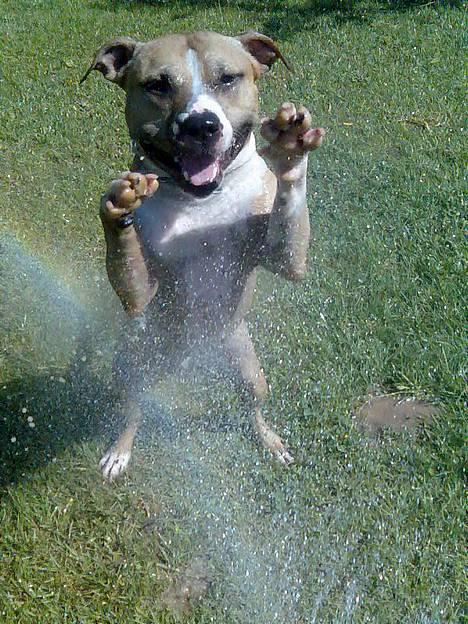 Amerikansk staffordshire terrier Buddha - Tyson gå hjem.. billede 16