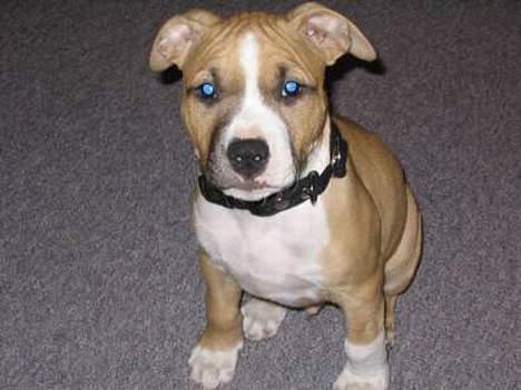 Amerikansk staffordshire terrier Buddha - Ballade om lidt billede 17