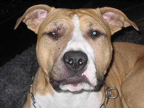 Amerikansk staffordshire terrier Buddha - Fik bank tidligere i hundegård. NB, ikke med vilje. billede 18