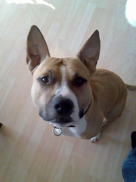 Amerikansk staffordshire terrier Buddha - Halvt rotte, halvt hund billede 19