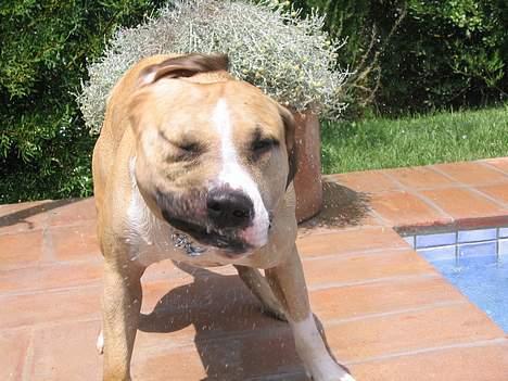 Amerikansk staffordshire terrier Buddha - Er jeg ikke totalt tjekket.?? billede 20