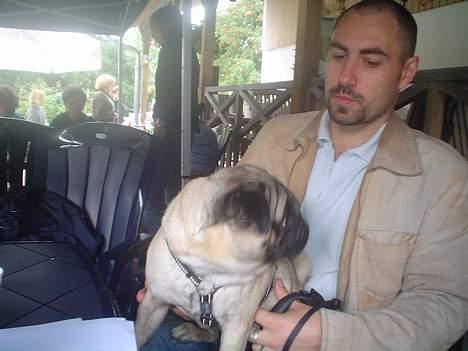 Mops Viggo - far og viggo billede 7