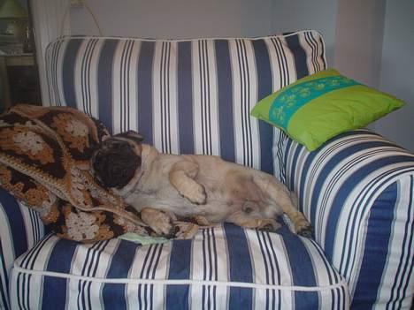 Mops Viggo - zzzzzzzzzzzzzzzzzzz billede 8