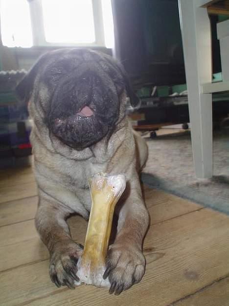 Mops Viggo - guuuuuuuuf, smaaaaaaaaaaaask, gnave billede 9