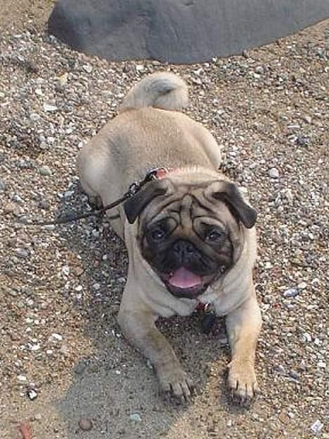 Mops Viggo - hva så mor? billede 10