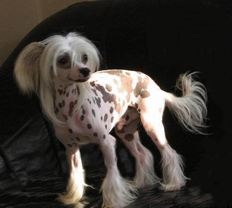 Chinese crested hårløs Pim billede 1